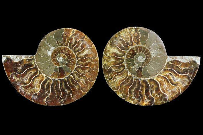 Cut & Polished Ammonite Fossil - Agatized #78371